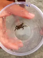 Baby Crabby ;].webp