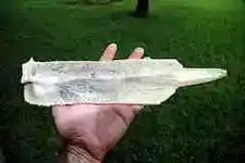 243440147_03dd0f6181_m.webp