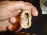 bone handle 004.webp bone handle 004.webp