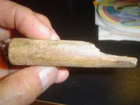 bone handle 006.webp bone handle 006.webp