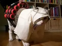 catattack.webp