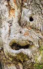 one-eye-tree-face-john-bartosik.webp