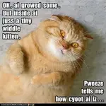 widdlekitty.webp
