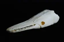 gar skull.webp