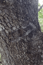 tree marks 2.PNG