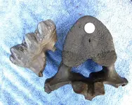 Gomph molar and vert.webp
