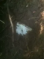 image-2645695867.webp