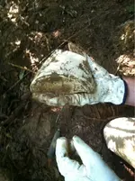 image-3478230546.webp