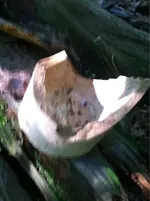 image-3873984538.webp