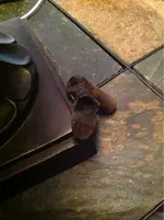image-2763140302.webp