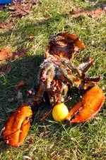 FISH 004.webp