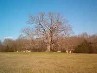 IM000985.webp