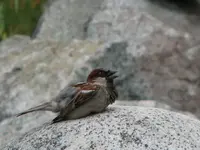 sparrow 002.webp