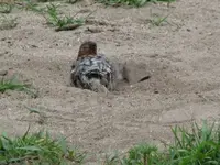 sparrow 004.webp