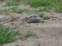 sparrow 006.webp