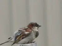 sparrow 007.webp