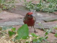 sparrow 008.webp