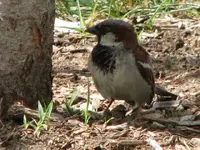 sparrow 011.webp