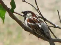 sparrow 012.webp