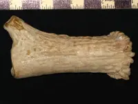 Copy of artifacts 1 338.webp