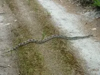 Northern Pine Snake.webp