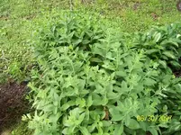 100_0974 (Small).webp