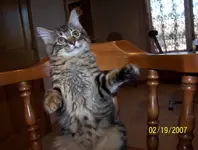 izzy in fight mode.webp