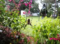 spider 003b.webp