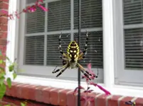 spider 001a.webp