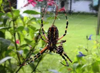 spider 003a.webp