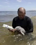 dolphin.webp