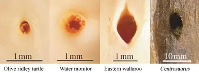 Nutrient_foramina[1].webp