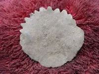 GEDC0027.webp