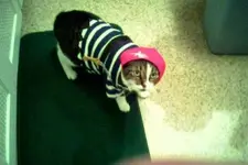Wilbur pirate.webp
