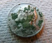 hawthorn 002.webp