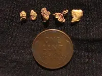 coin gold.webp