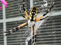 spider 007 b.webp