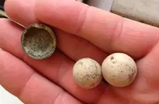 balls and button backside.webp