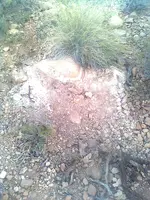 1 (7).webp