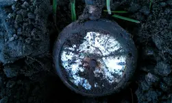 IMAG0485.webp
