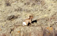 sheep in creede.webp