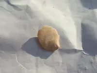 white chert with fossil.webp