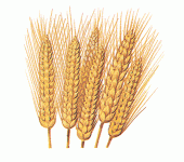 wheat-info1[1].gif