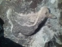 1 (22).webp