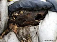 4816345797_08e339cc05_z.webp