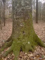 IMG00012-20130128-1130.webp