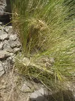knotted grass spells.webp
