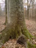IMG00014-20130128-1132.webp