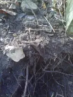 IMG00262-20130205-1427.webp