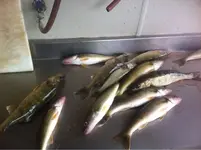image-2703566821.webp